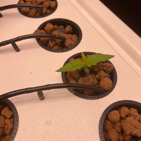 Green Thai growlog timeline photo