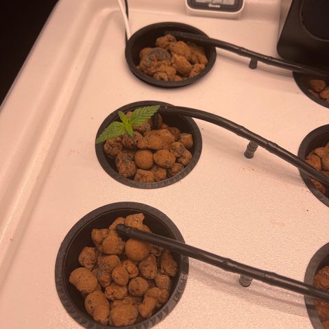 Green Thai growlog timeline photo