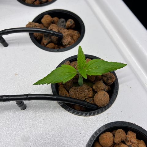 Green Thai growlog photo: Struggling with vastly different growth rates. They share an environment so I’m thinking bad genetics? We’ll have to wait and see…