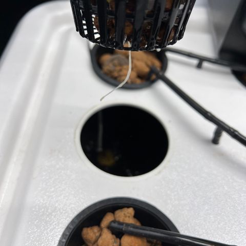 Green Thai growlog photo: Struggling with vastly different growth rates. They share an environment so I’m thinking bad genetics? We’ll have to wait and see…