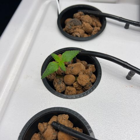 Green Thai growlog photo: Struggling with vastly different growth rates. They share an environment so I’m thinking bad genetics? We’ll have to wait and see…