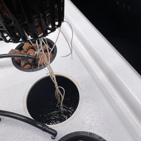 Green Thai growlog photo: Struggling with vastly different growth rates. They share an environment so I’m thinking bad genetics? We’ll have to wait and see…