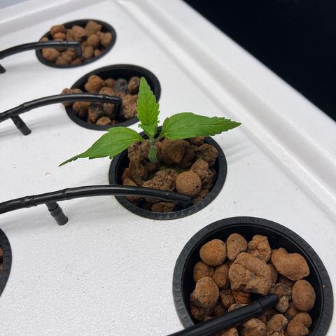 Green Thai growlog timeline photo