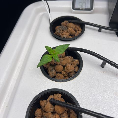 Green Thai growlog timeline photo