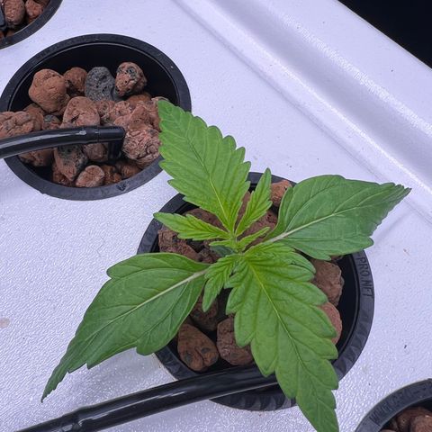 Green Thai growlog timeline photo
