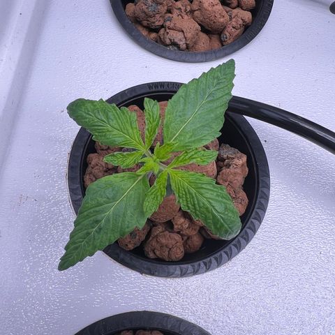 Green Thai growlog timeline photo