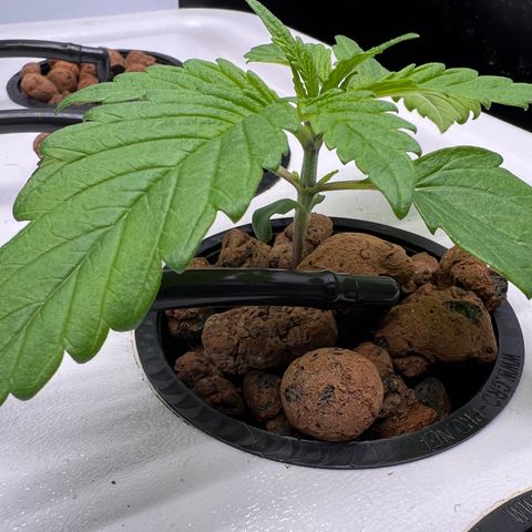 Green Thai growlog timeline photo