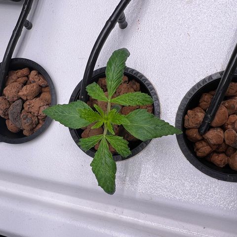 Green Thai growlog timeline photo