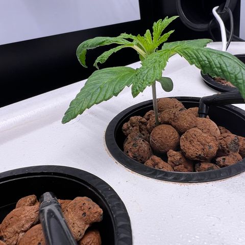 Green Thai growlog timeline photo