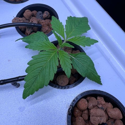 Green Thai growlog timeline photo