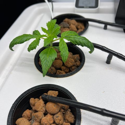 Green Thai growlog timeline photo