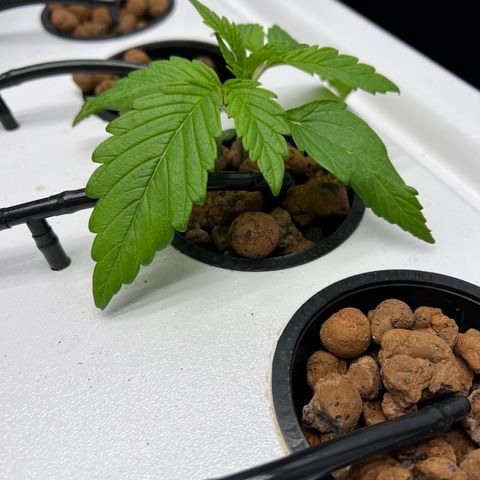 Green Thai growlog timeline photo