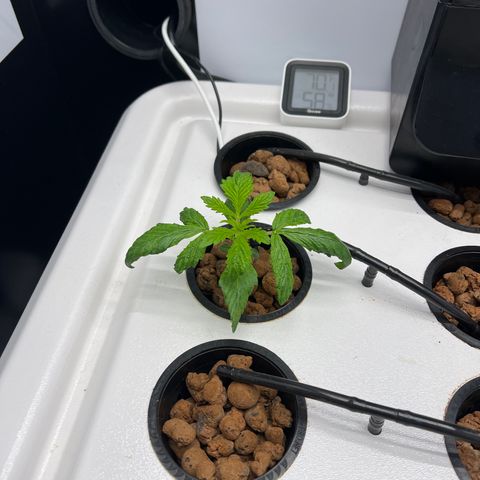 Green Thai growlog timeline photo