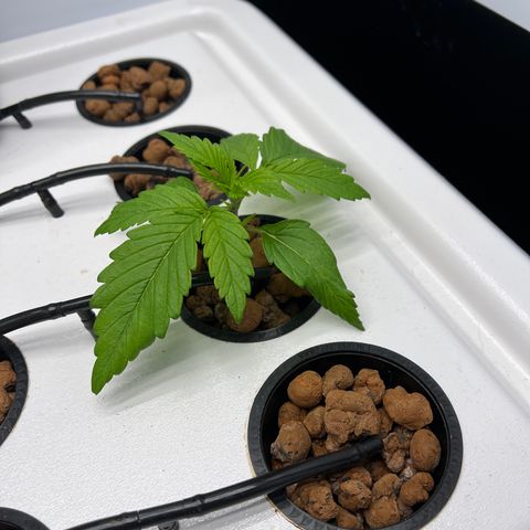 Green Thai growlog timeline photo