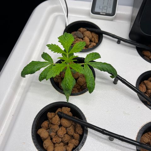 Green Thai growlog timeline photo