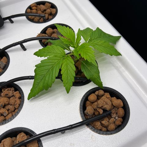 Green Thai growlog timeline photo