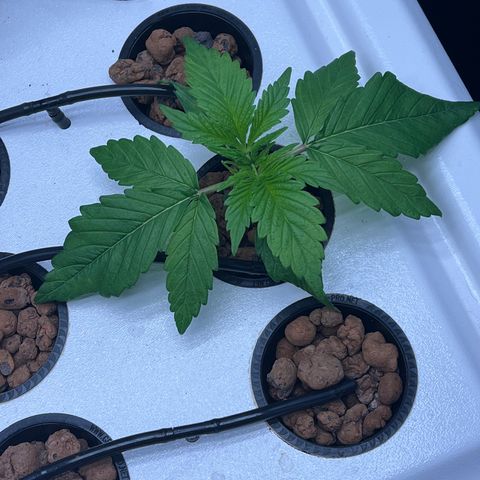 Green Thai growlog timeline photo