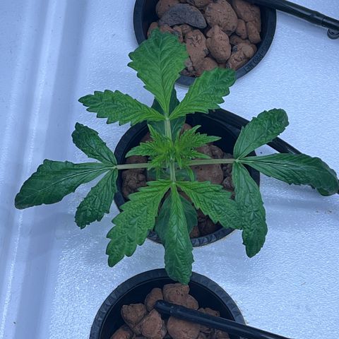 Green Thai growlog timeline photo