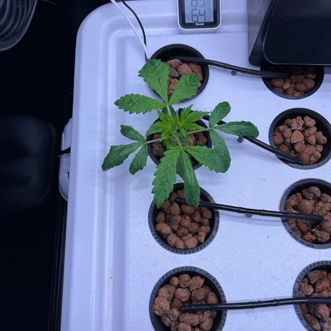 Green Thai growlog timeline photo
