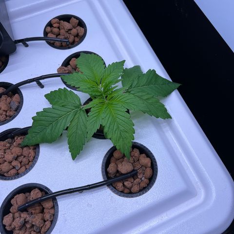 Green Thai growlog timeline photo
