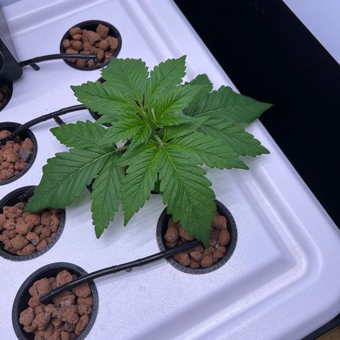 Green Thai growlog timeline photo