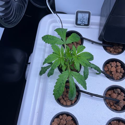 Green Thai growlog photo: Almost time for a trim!