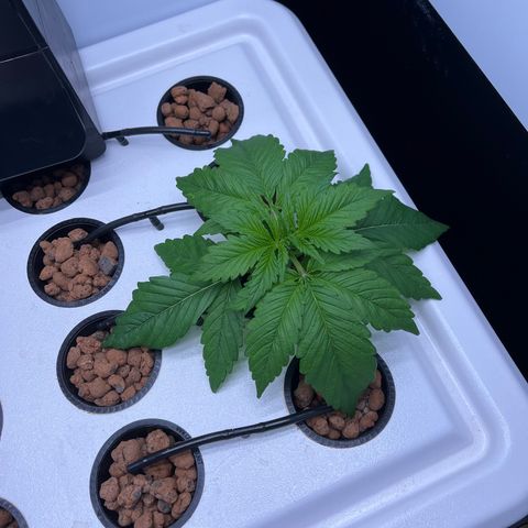 Green Thai growlog photo: Almost time for a trim!