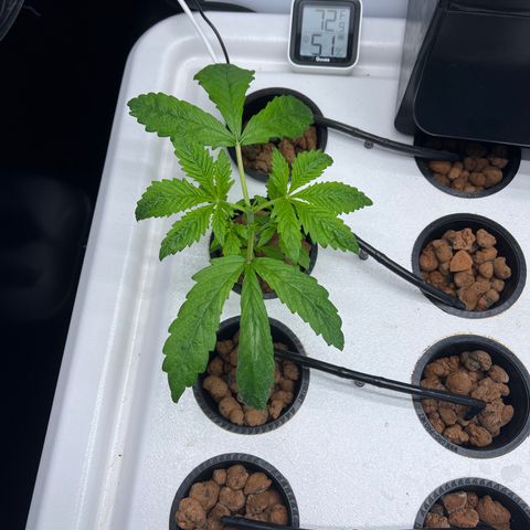 Green Thai growlog photo: Thelma (L)‘s first haircut. Trimmed off some old lower leaves that looked less than healthy and topped. Planning to see how she does before topping Louise (R)