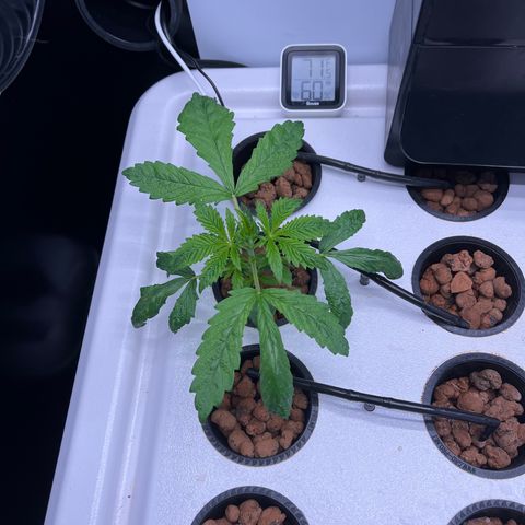 Green Thai growlog photo: Thelma (L)‘s first haircut. Trimmed off some old lower leaves that looked less than healthy and topped. Planning to see how she does before topping Louise (R)