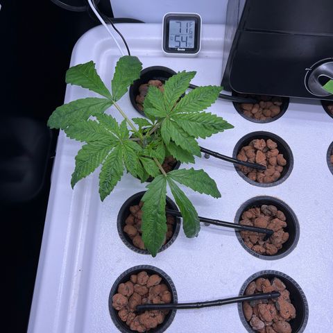 Green Thai growlog timeline photo