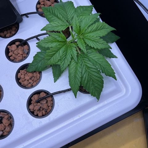 Green Thai growlog timeline photo
