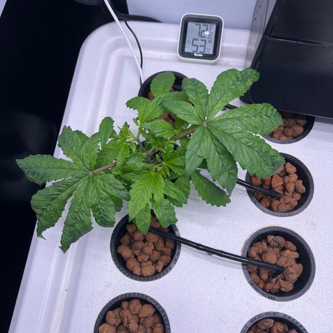 Green Thai growlog timeline photo
