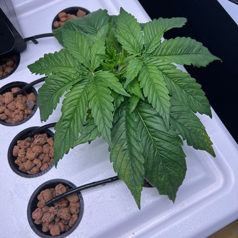 Green Thai growlog timeline photo