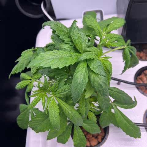 Green Thai growlog timeline photo