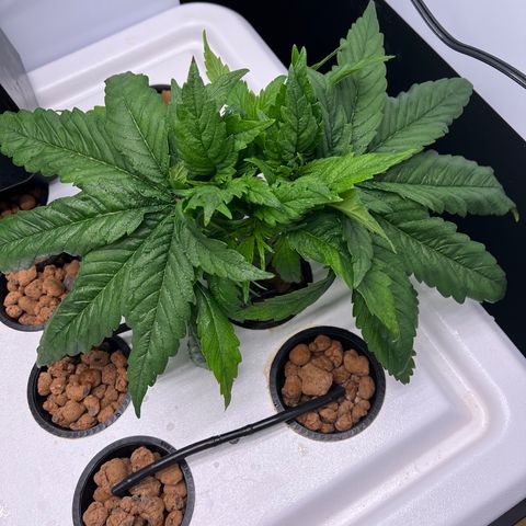 Green Thai growlog timeline photo