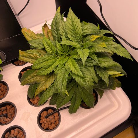 Green Thai growlog timeline photo