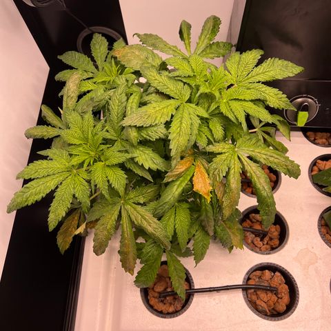 Green Thai growlog timeline photo