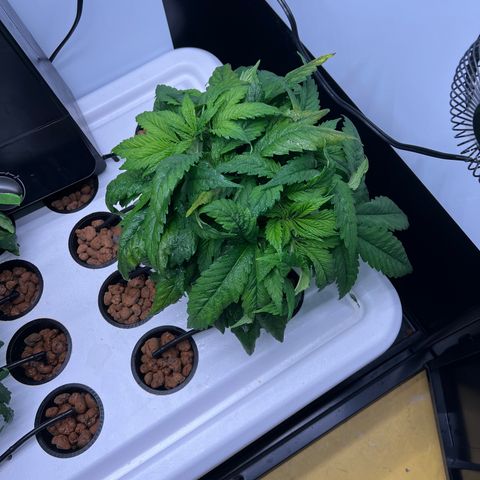Green Thai growlog timeline photo