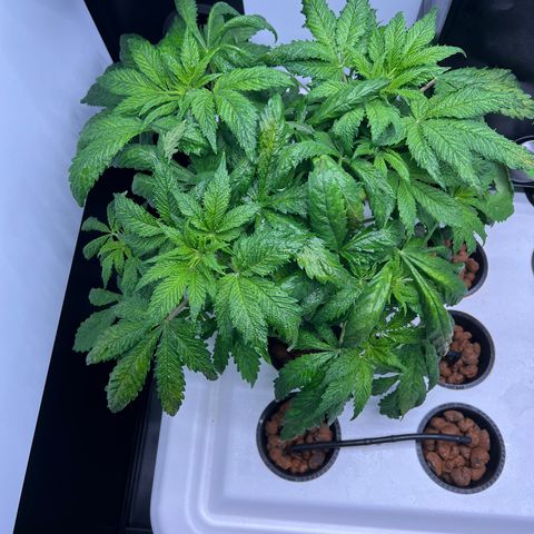 Green Thai growlog timeline photo