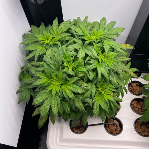 Green Thai growlog timeline photo