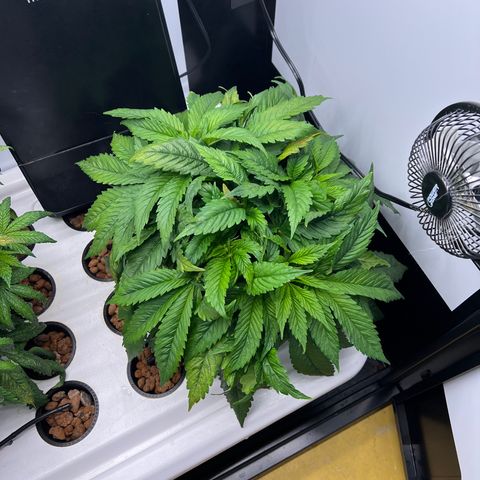 Green Thai growlog timeline photo