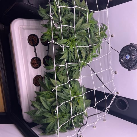 Green Thai growlog timeline photo