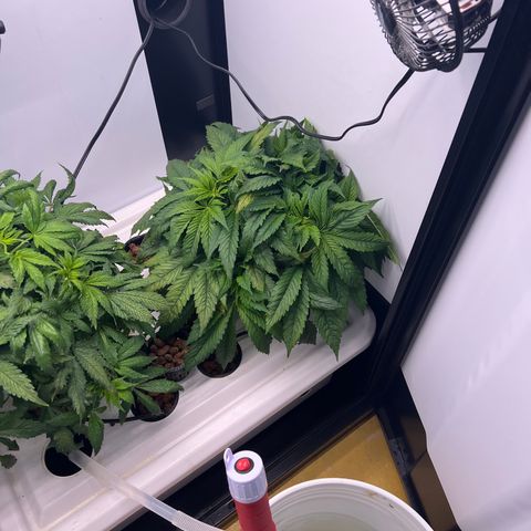 Green Thai growlog timeline photo