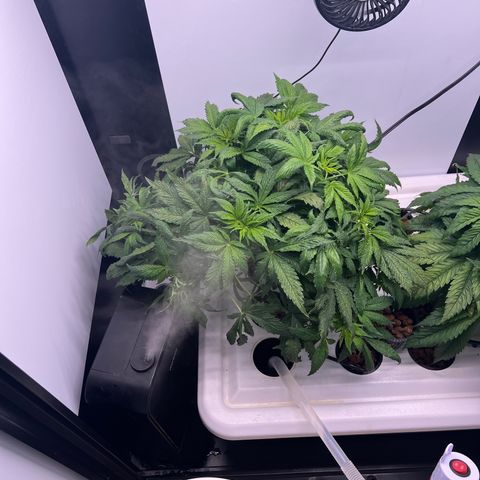 Green Thai growlog timeline photo