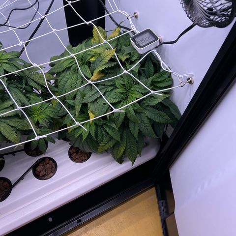 Green Thai growlog timeline photo