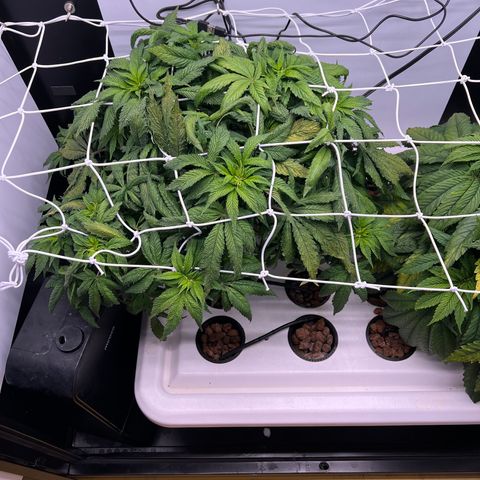 Green Thai growlog timeline photo