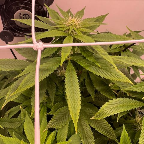 Green Thai growlog timeline photo