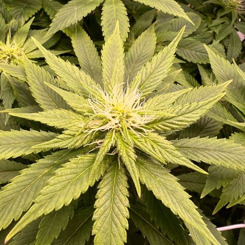 Green Thai growlog timeline photo