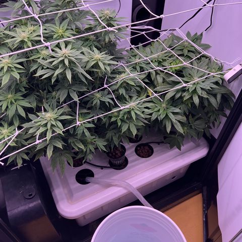 Green Thai growlog timeline photo