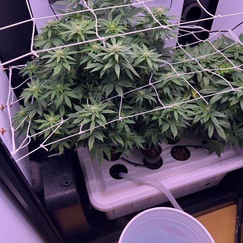 Green Thai growlog timeline photo